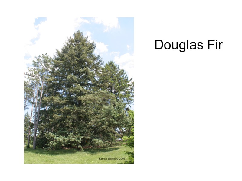 Douglas Fir